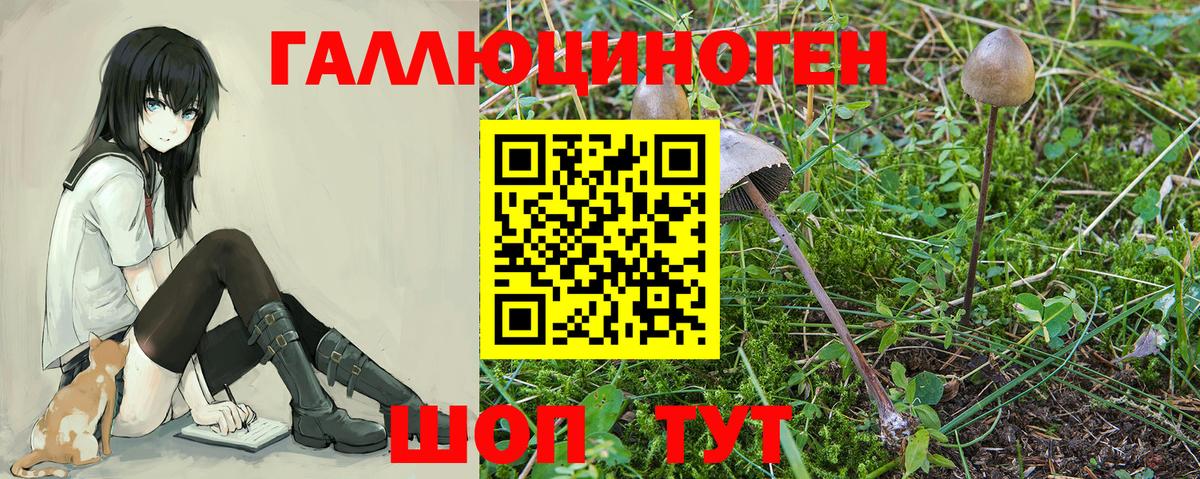 Псилоцибиновые грибы Psilocybe Спасск-Дальний